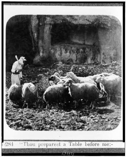 צילום היסטורי -פינדס: אתה מכין שולחן לפניי, רועה, להקת כבשים, פלסטין, מזמור 23